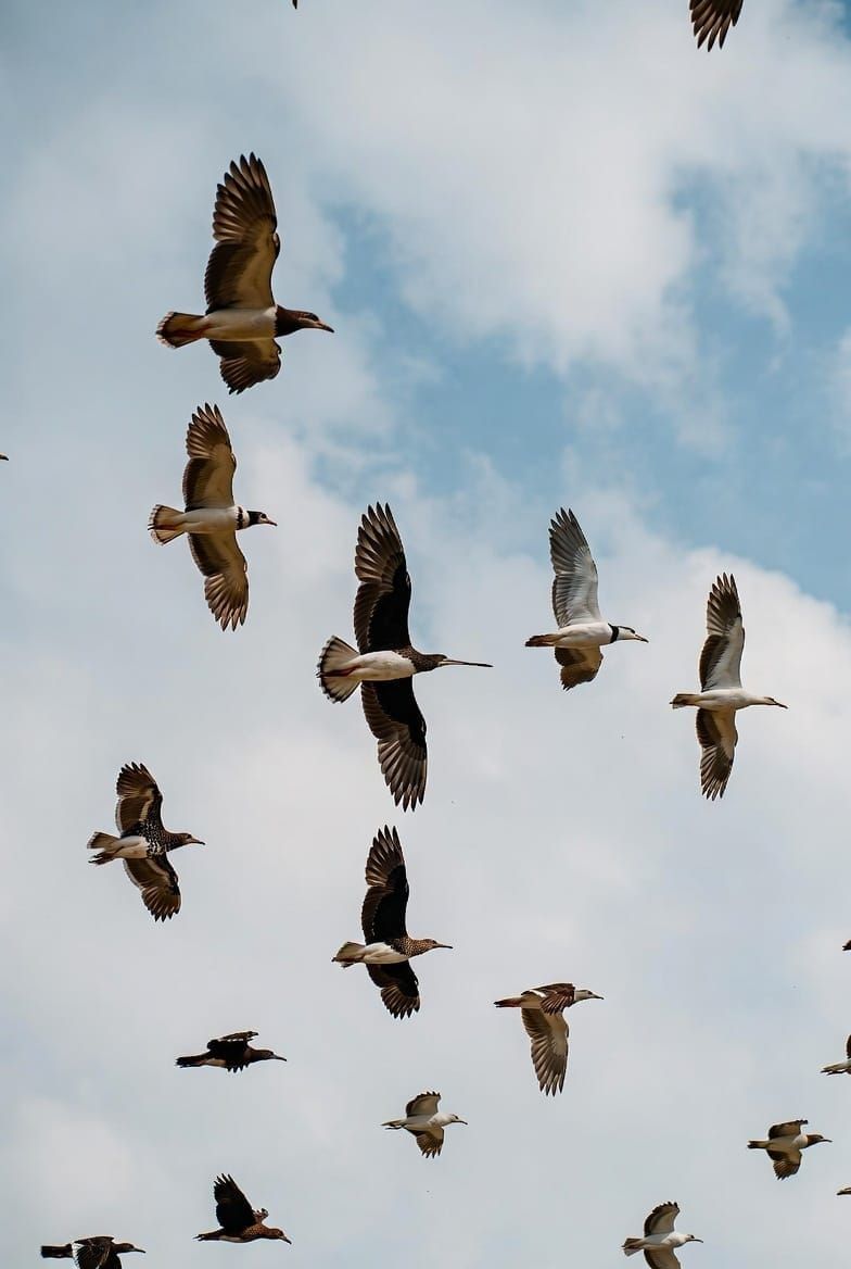 How do birds ride rising air currents?