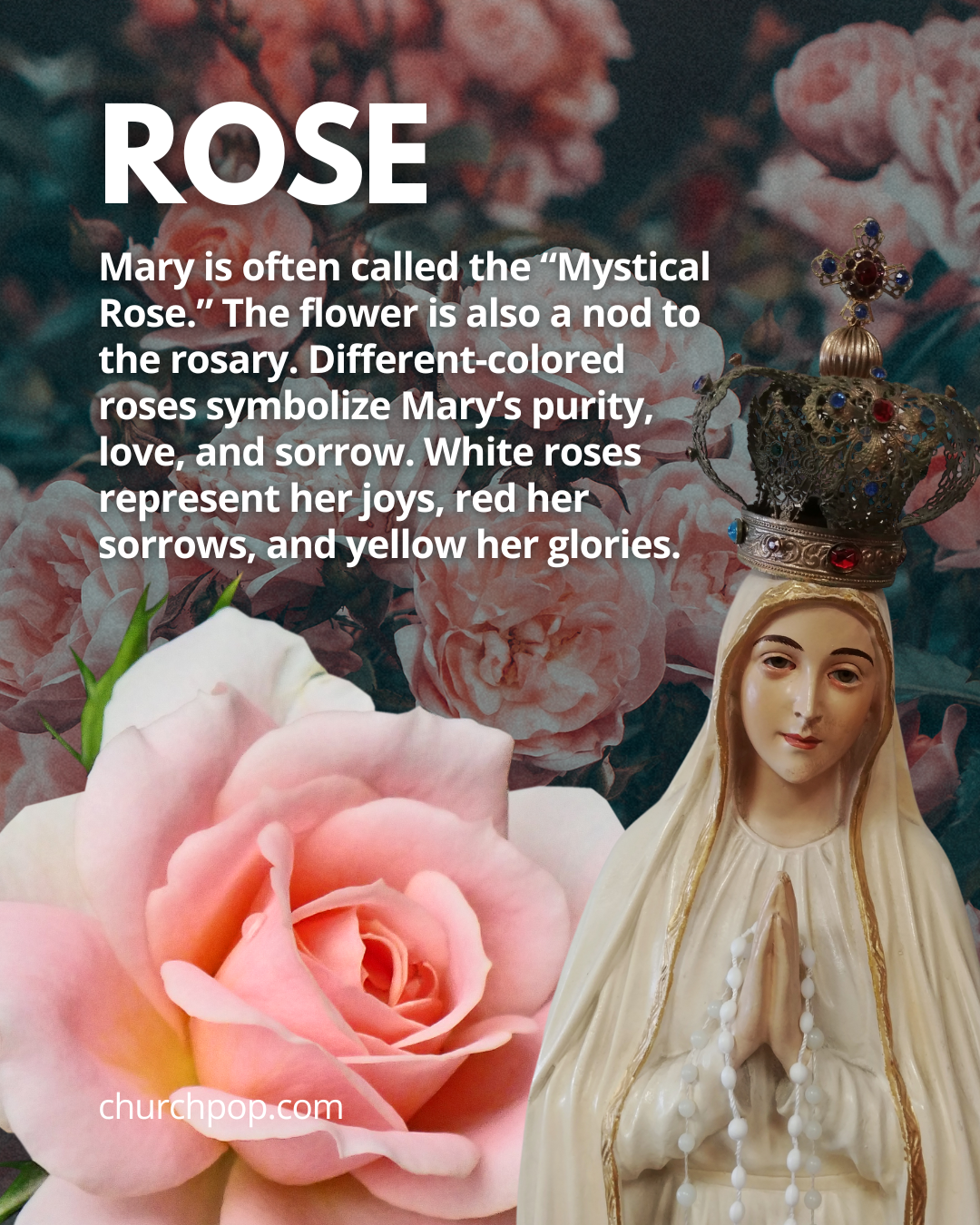 virgin mary flowers