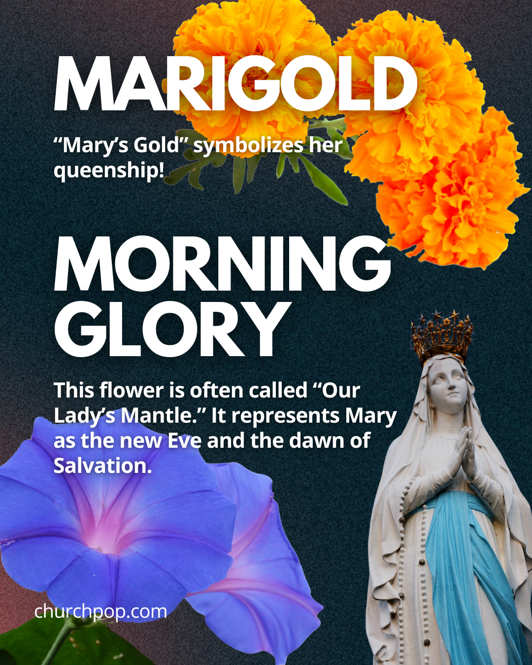 virgin mary flowers