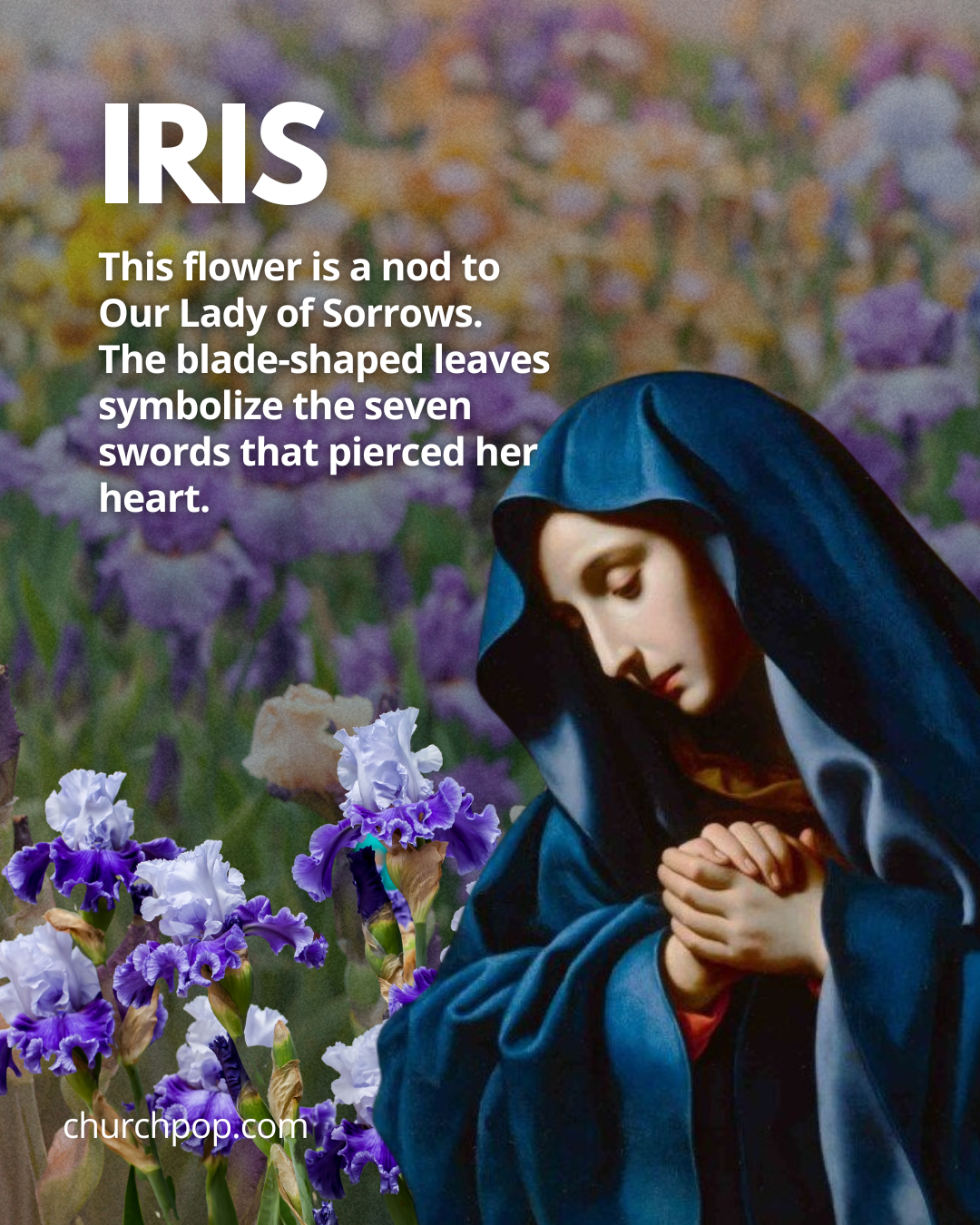 virgin mary flowers