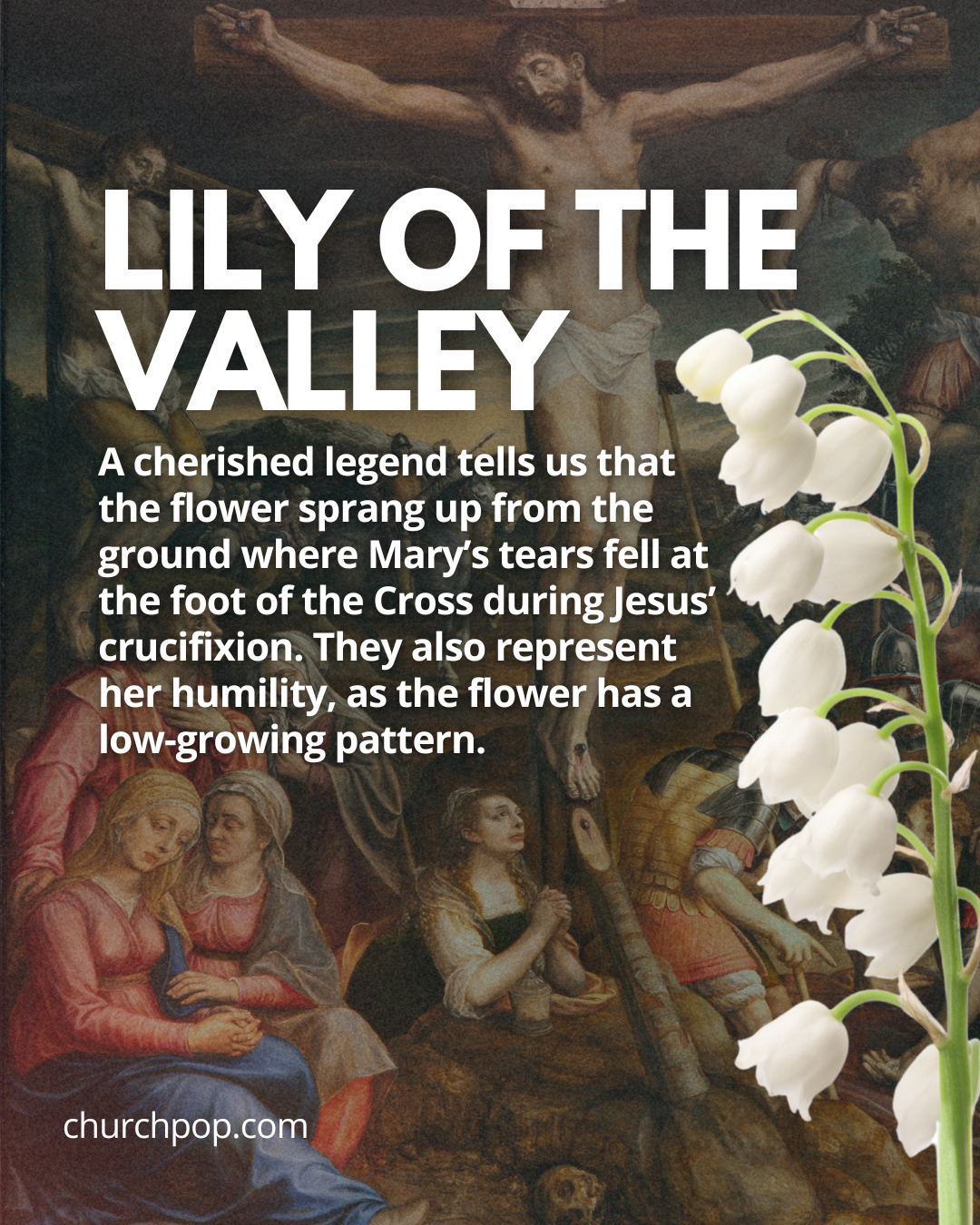 virgin mary flowers