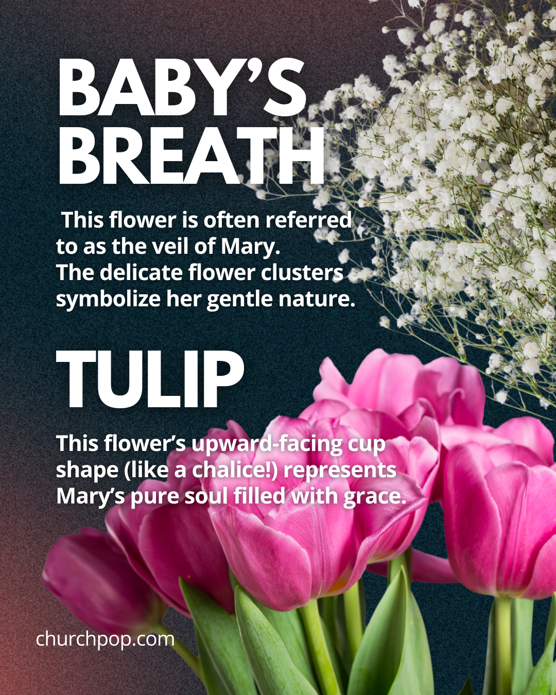 virgin mary flowers