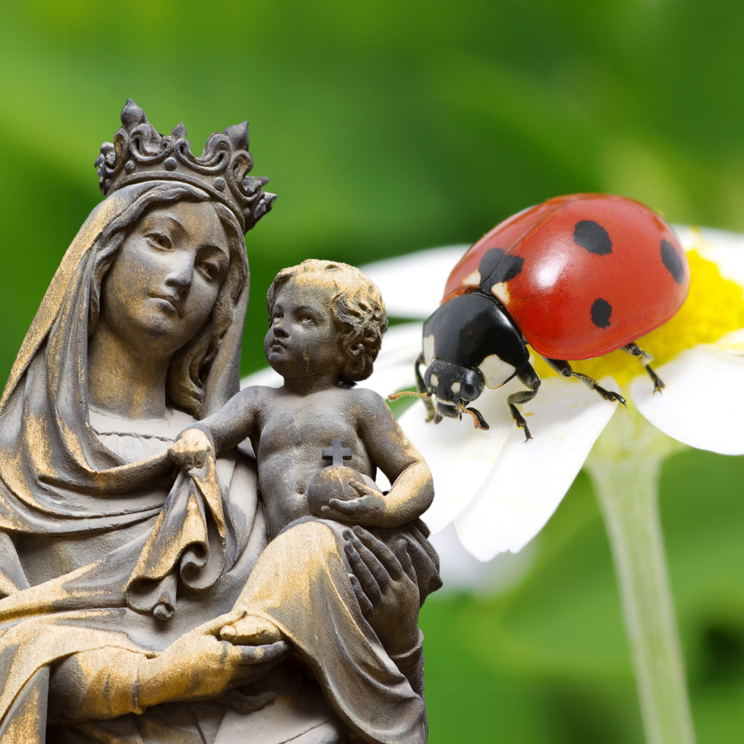 Ladybugs a Sign of Our Lady? The Origins of How the Insect Earned Its Name