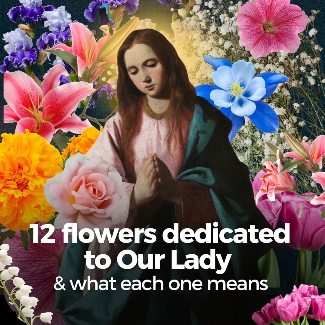 12 Flowers Dedicated to Our Lady & What Each One Means
