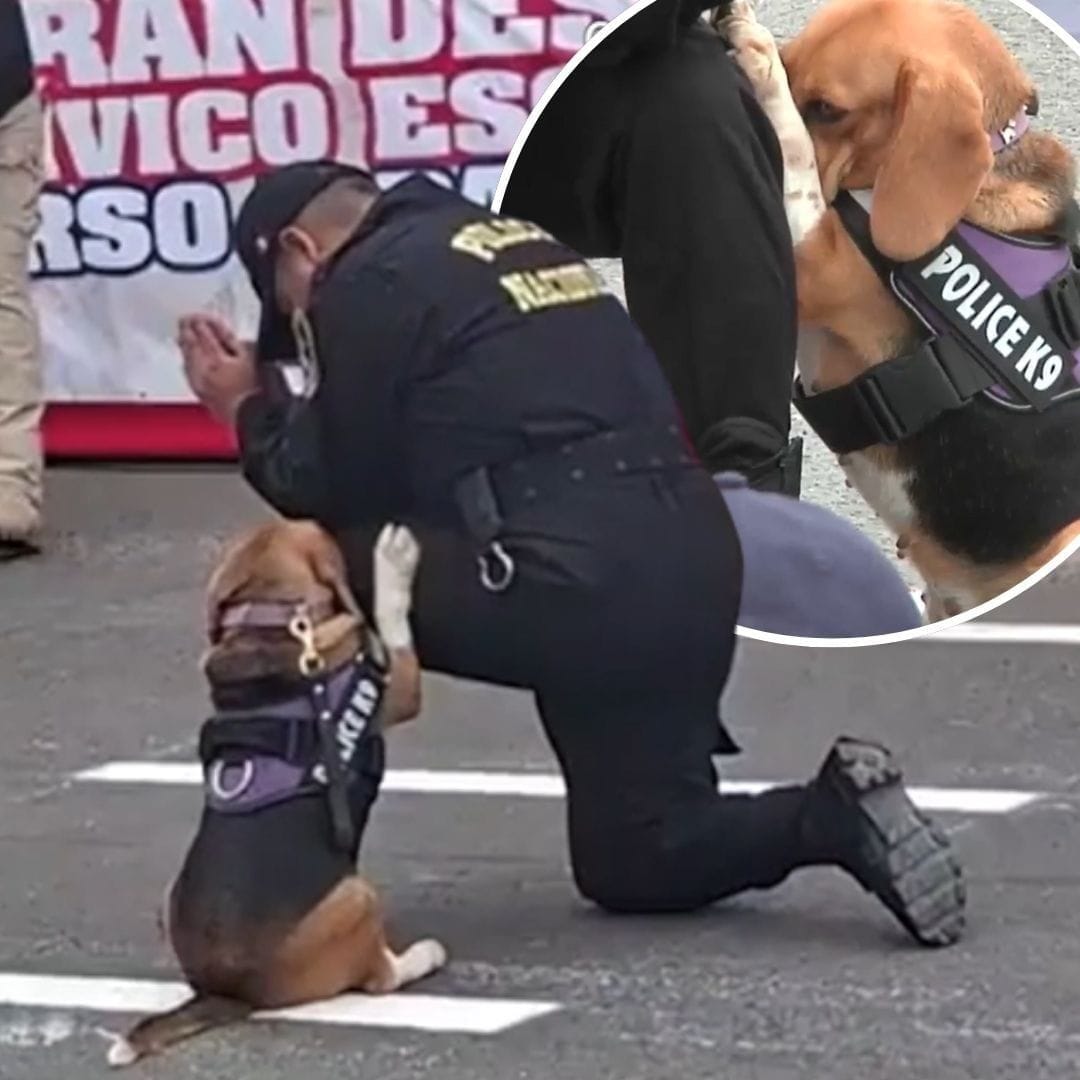 K-9 Unit from Peru's National Police charm social media after "praying" during military parade