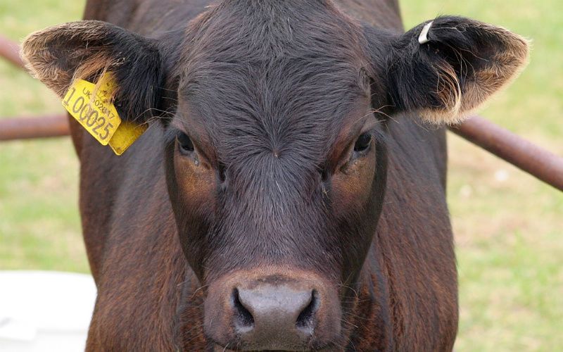 6 Ways My Back-to-the-Land Distributist Dream Farm Tried to Kill Me