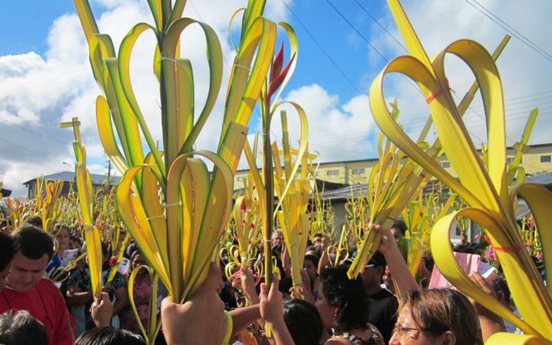 The Inside Story on Where All of Those Palm Sunday Palms Come From