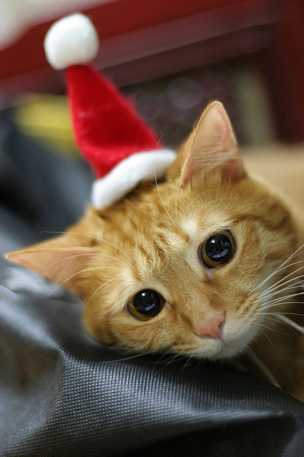 via catster.com