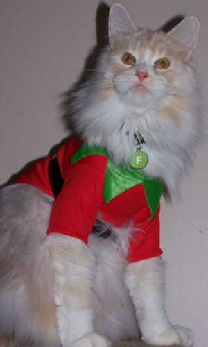 via catster.com