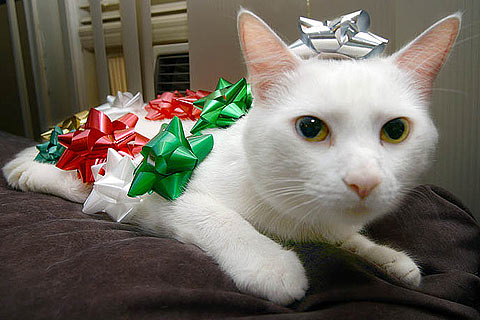 via bandofcats.com