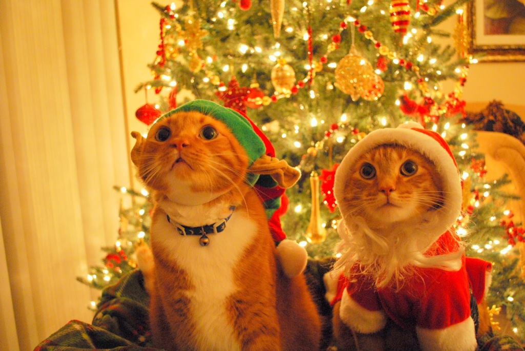 via funnycats4u.blogspot.com