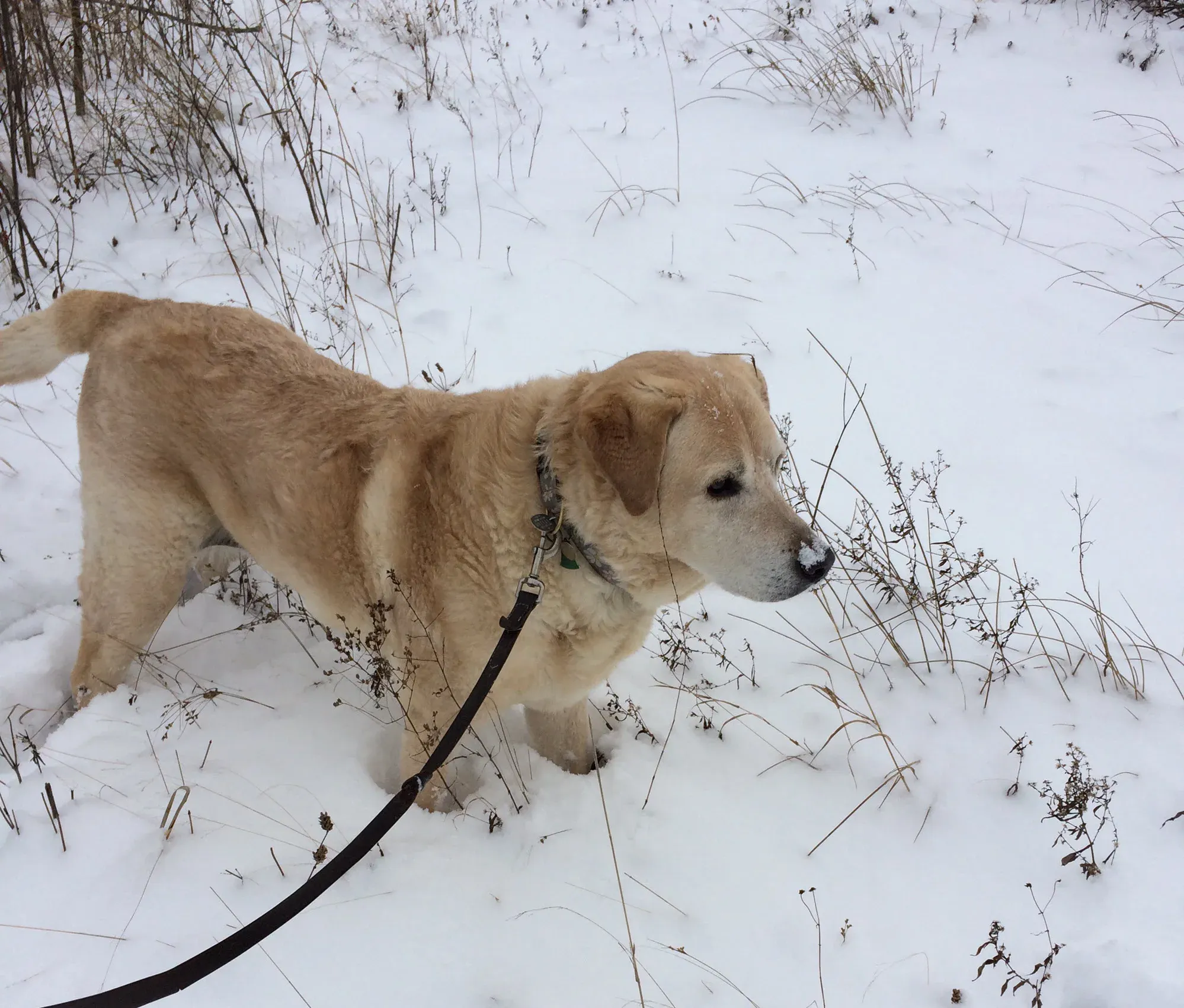 Yellow lab walking a snowy path.