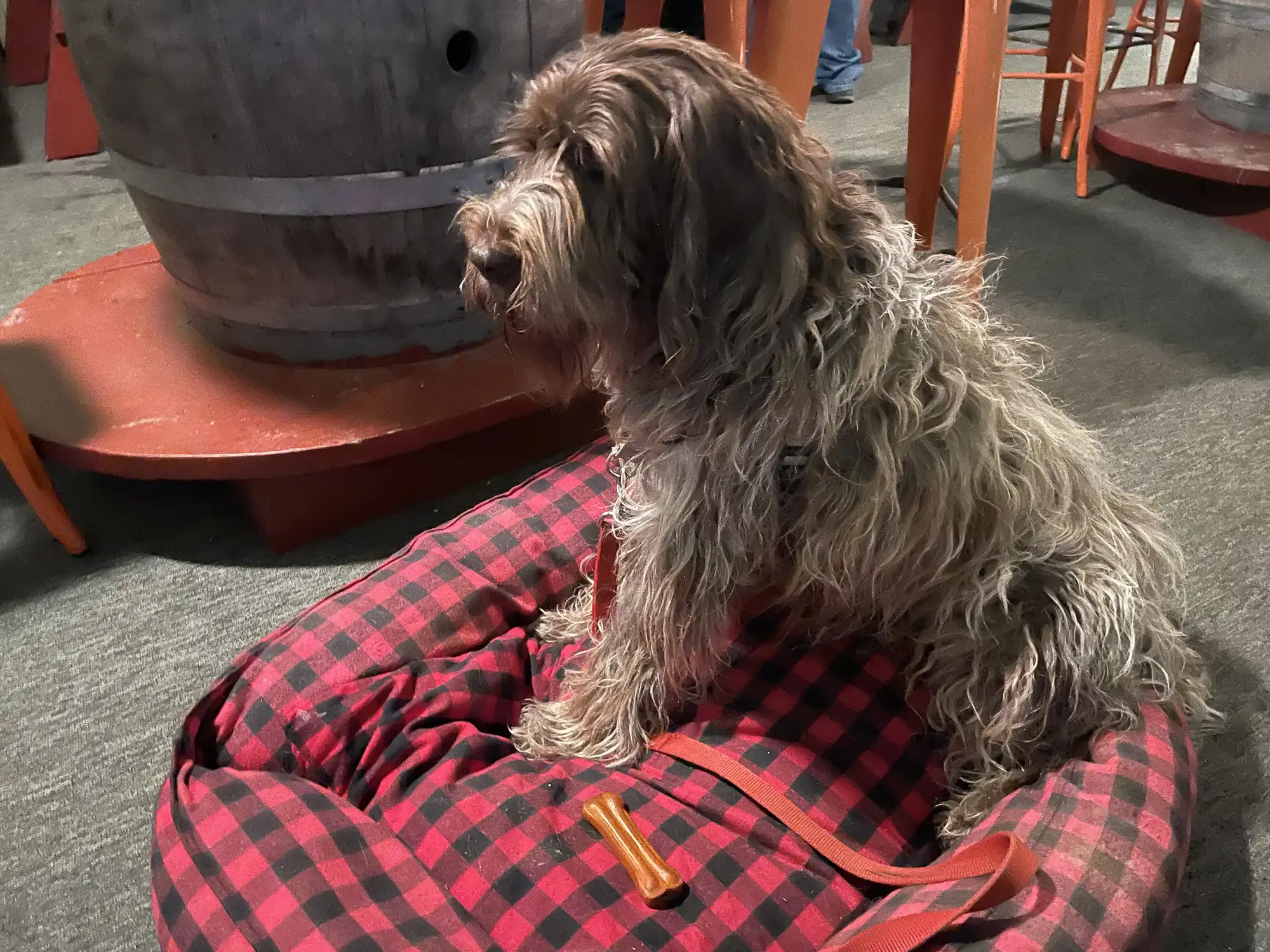 Dog on flannel bed at brewery