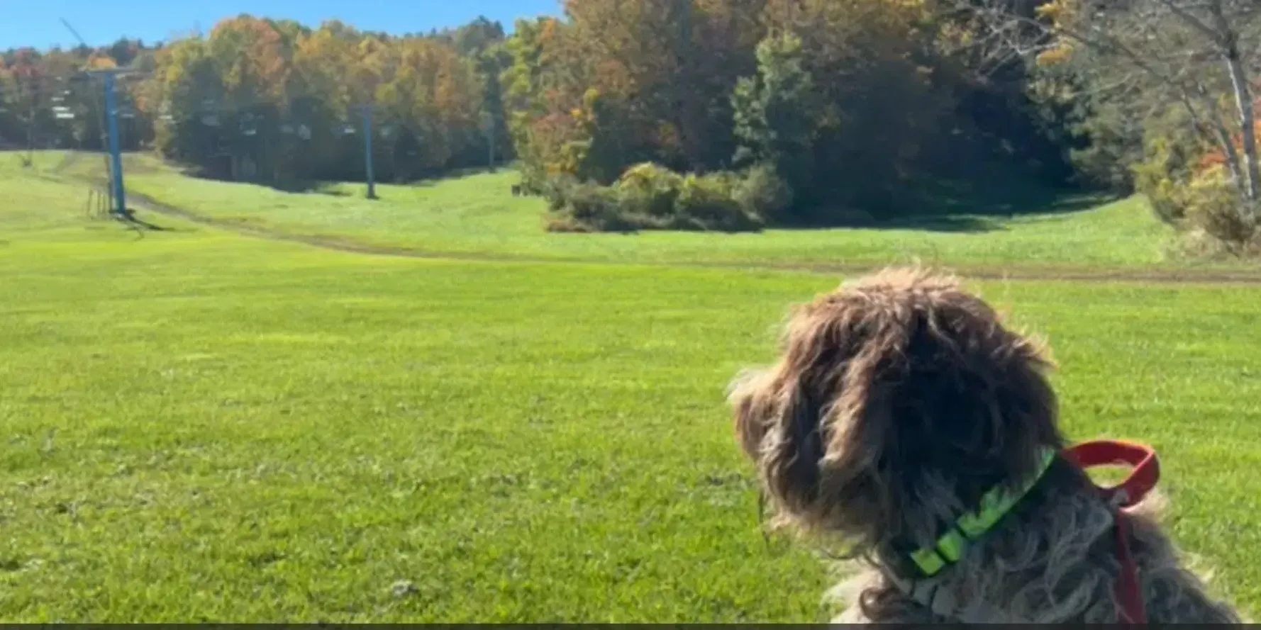Dog sits in front of ski hills with colorful leaves