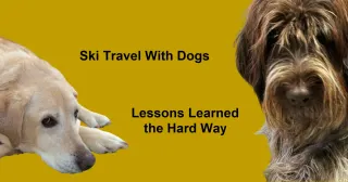Guide to Planning a Dog-Friendly Ski Trip