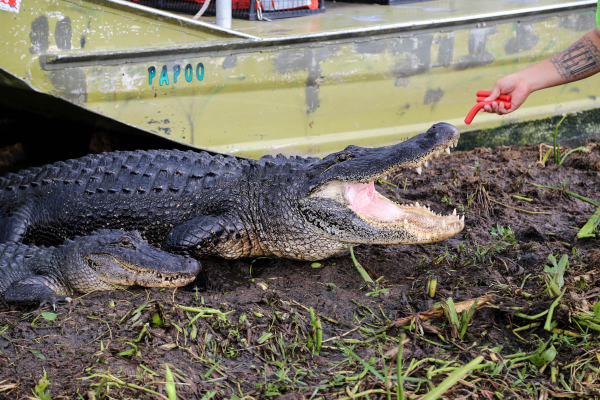 Synttärit alligaattorien kanssa