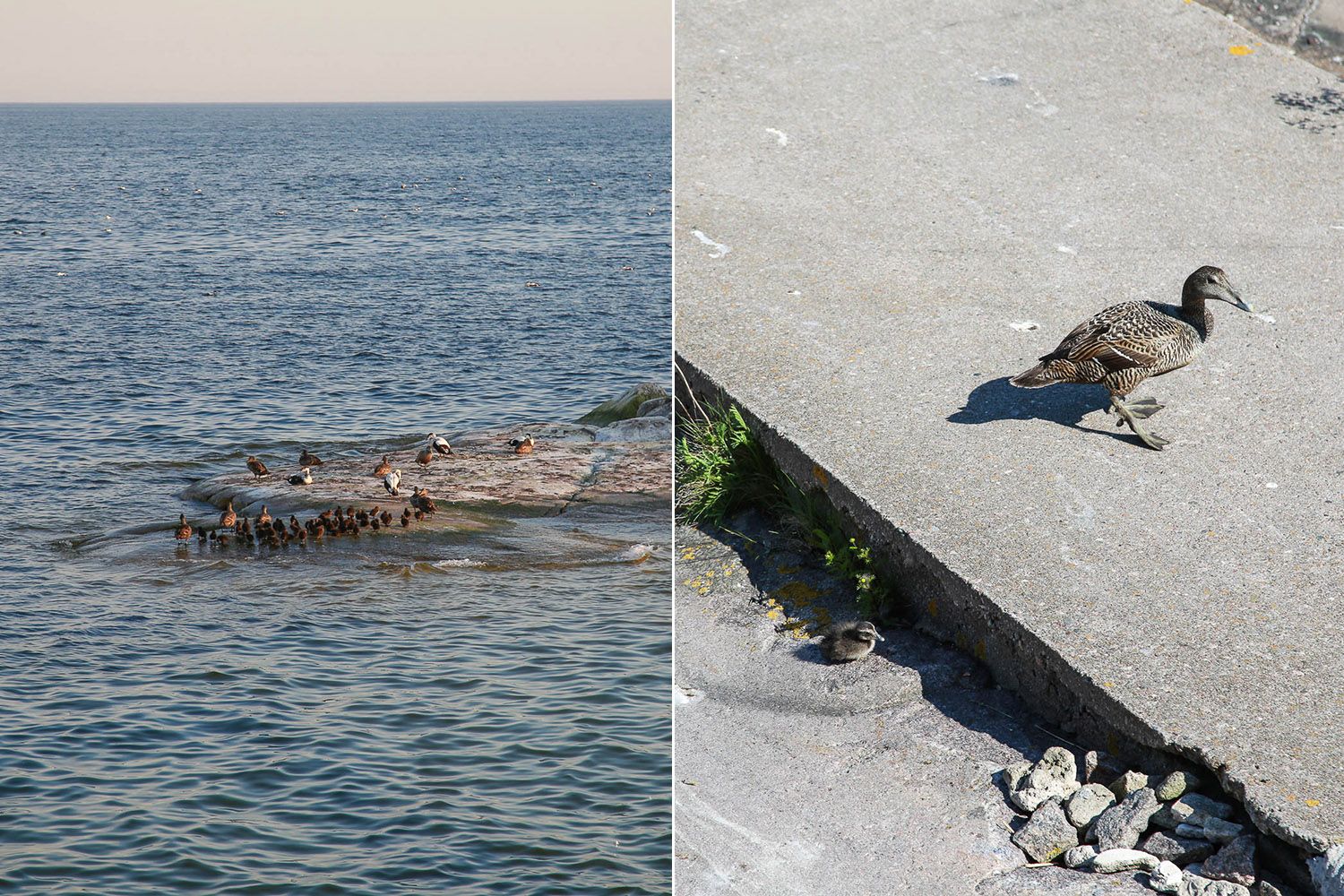 Haahkat Bengtskärin majakalla. Kuva: Sanna Wallenius https://walleni.us/