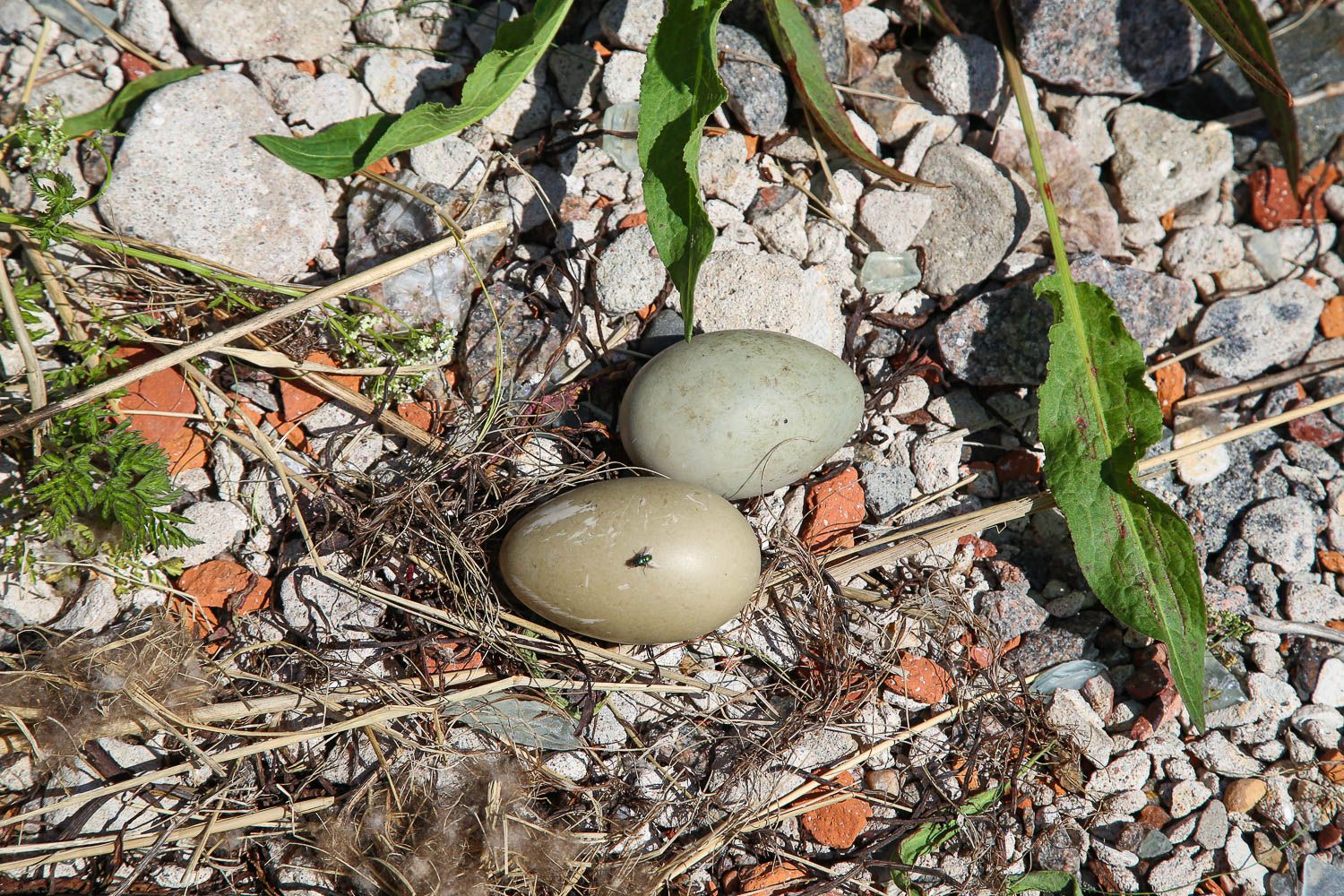 Haahkanmunia, Bengtskärin majakka. Kuva: Sanna Wallenius https://walleni.us/