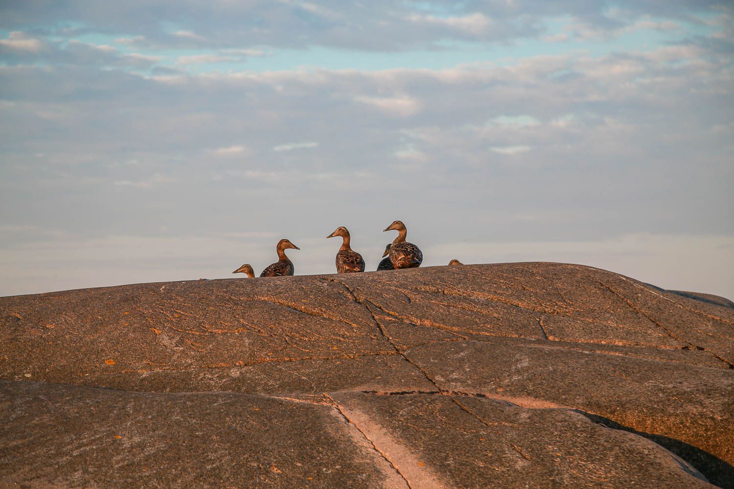 Haahkat Bengtskärin majakalla. Kuva: Sanna Wallenius https://walleni.us/