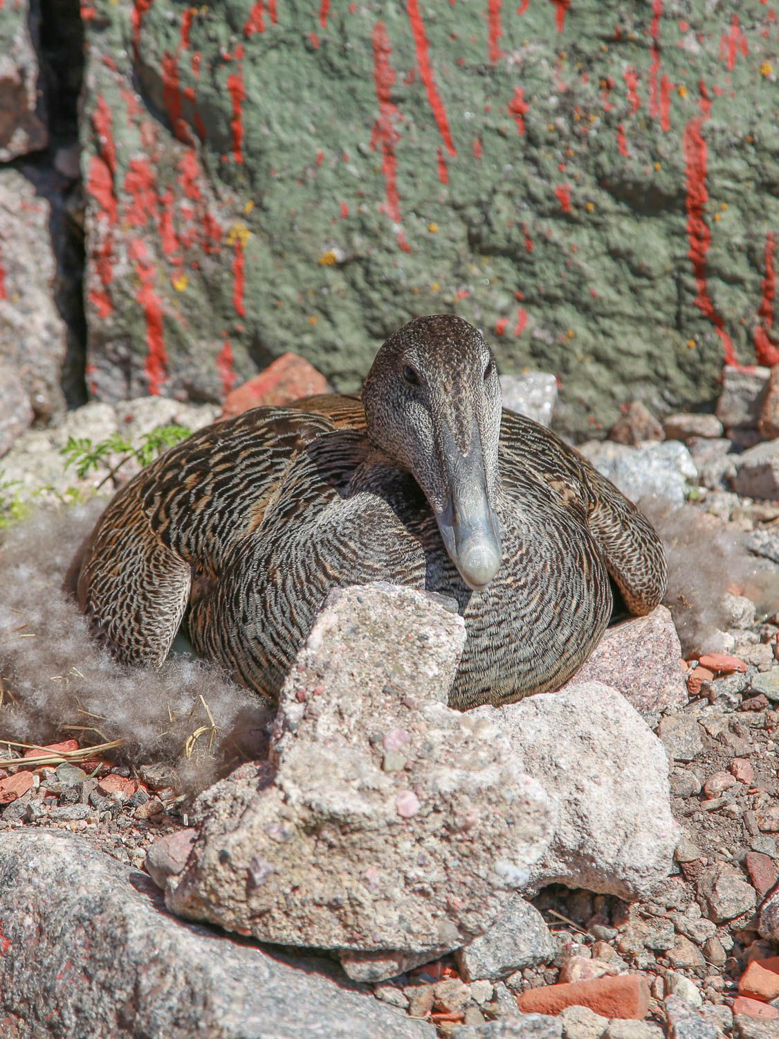 Haahka hautoo munia Bengtskärin majakalla. Kuva: Sanna Wallenius https://walleni.us/