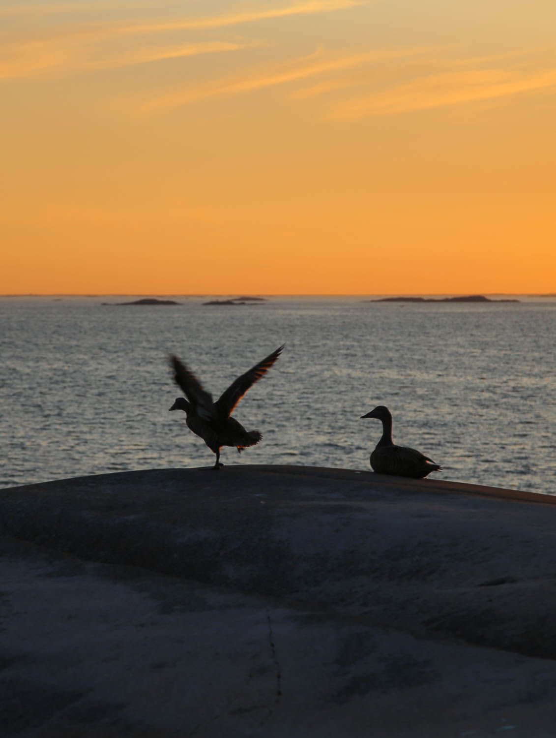 Kuva: Sanna Wallenius, https://walleni.us/