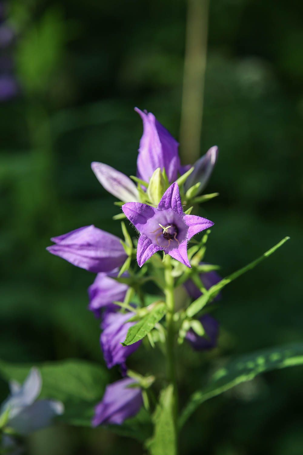 Ontika Cliff, Viro. Lue lisää: https://walleni.us/ Kuva: Sanna Wallenius