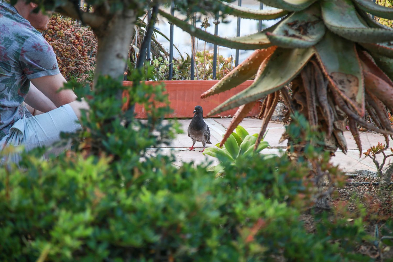 La Herradura: https://walleni.us/