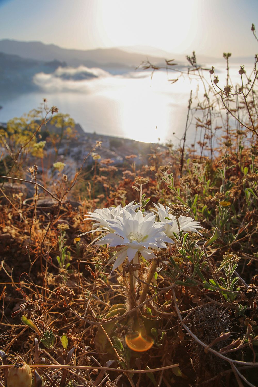 La Herradura: https://walleni.us/