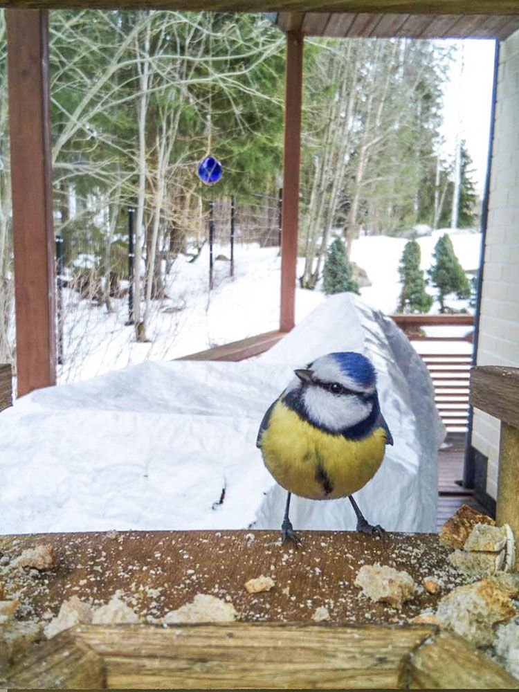 Kotipihan lintukamera teki minusta fanaattisen kyttääjän