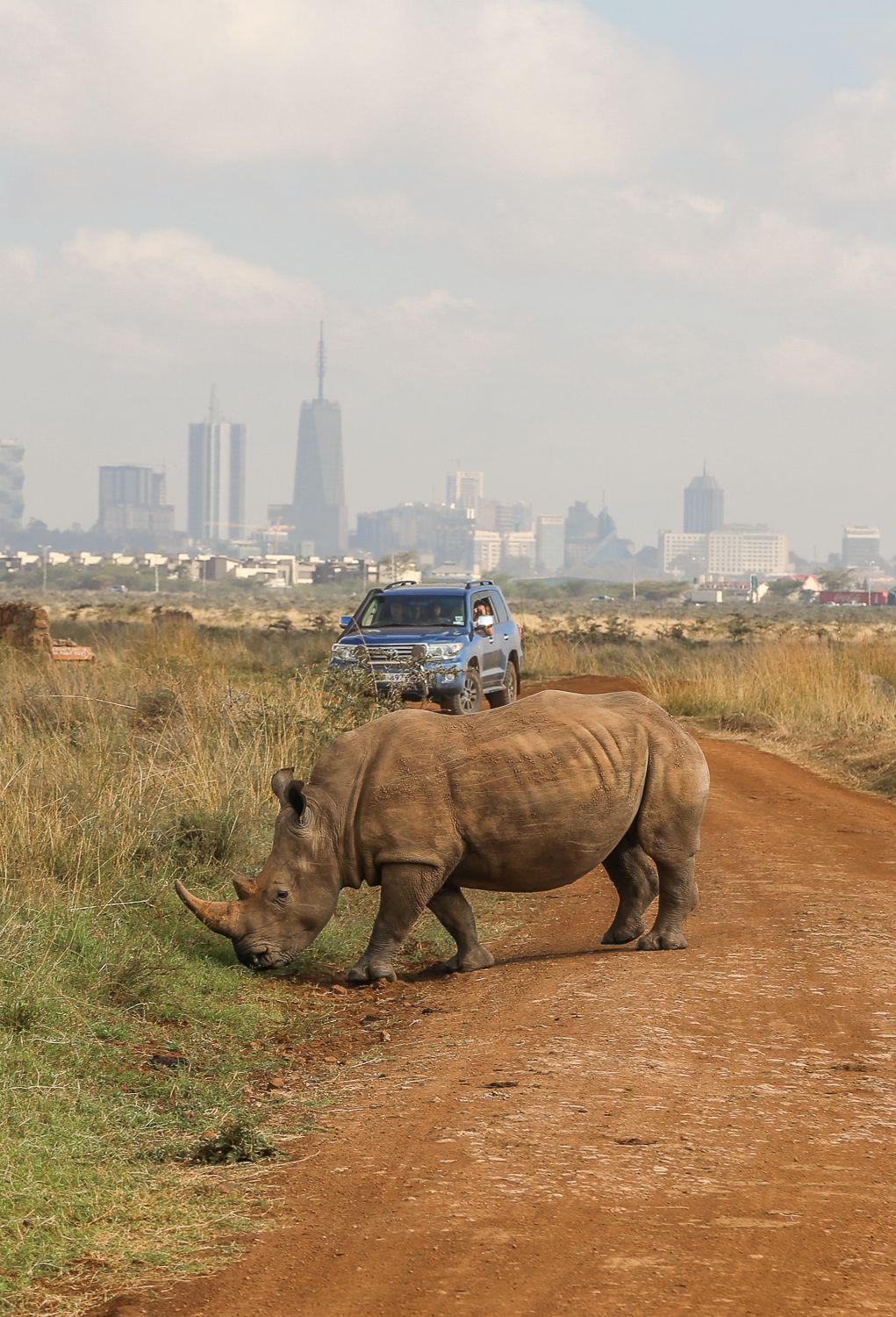 Nairobin ihme: villieläimiä kaupungissa ja norsuja mutakylvyssä