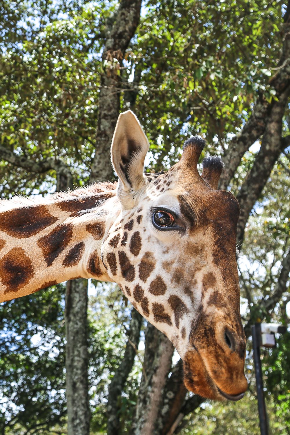 Söpöysvaroitus! Kirahvien turvakodin lempeät jättiläiset