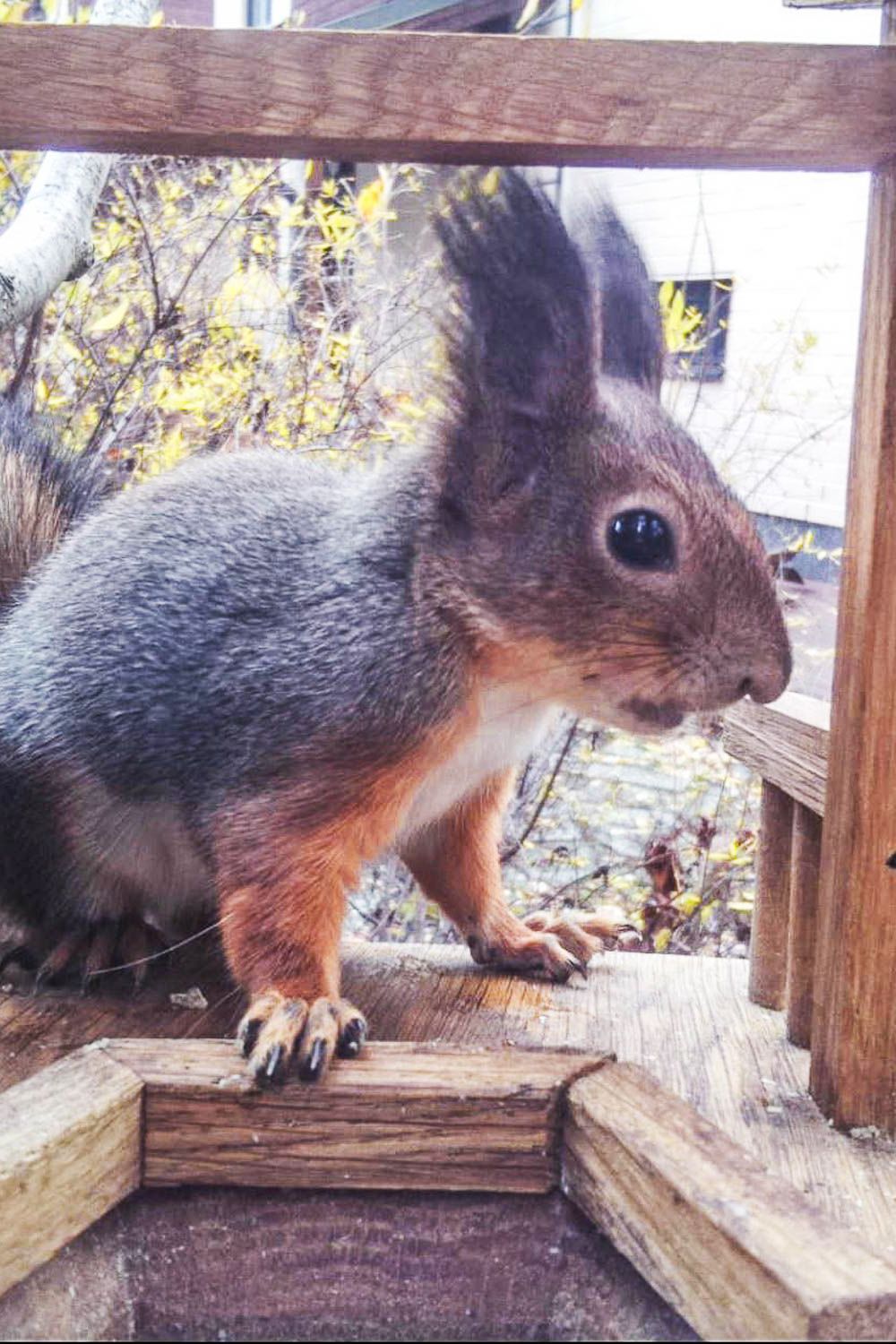 Vantaan suosituin ravintola auki jälleen – katso kuvat villeistä avajaisista