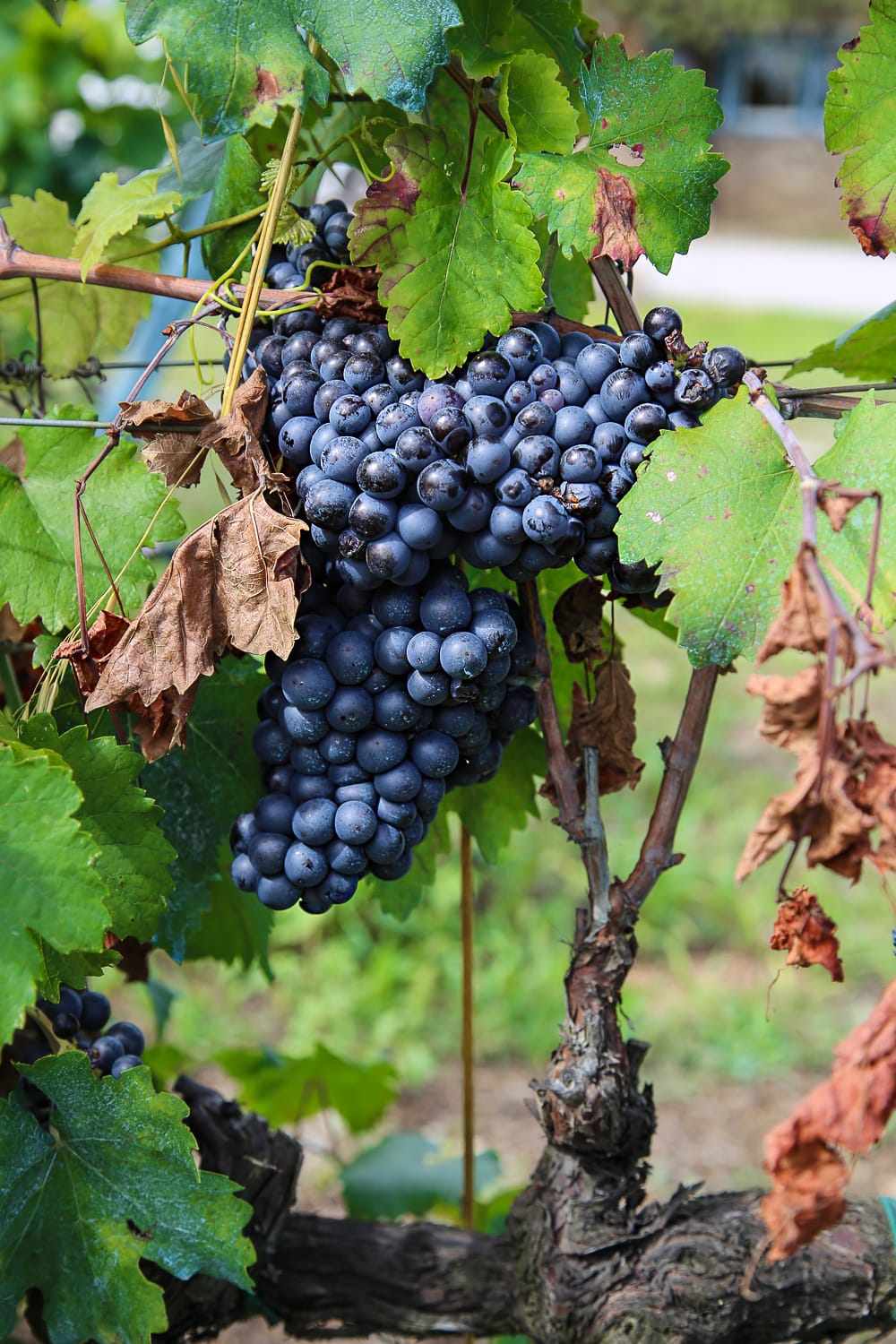 Kolme viinitilaa Barcelonan kupeessa: Torres, Jean Leon ja Pere Ventura