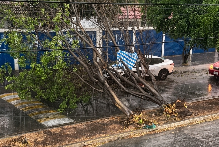 ¿Qué hacer si cae un árbol durante la lluvia?