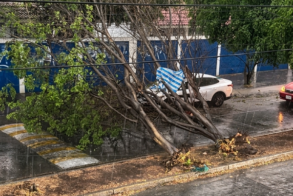 ¿Qué hacer si cae un árbol durante la lluvia?