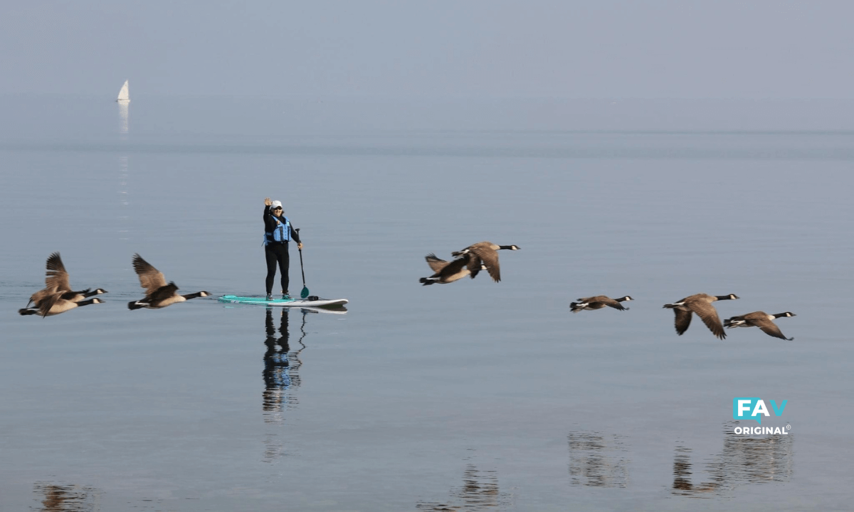 Paddle boarder in Lake Huron waving as flock of geese fly by. all original, no AI, no photoshop.