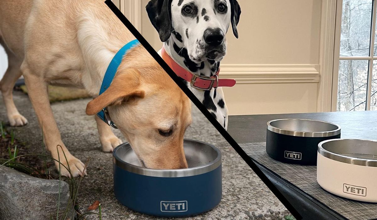 Two large dogs with Yeti Dog Bowls