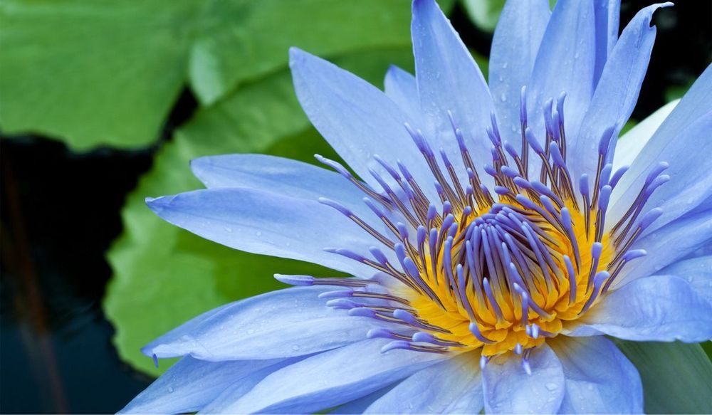 Blue Lotus Flower Tea: A Dive into the Divine Brew