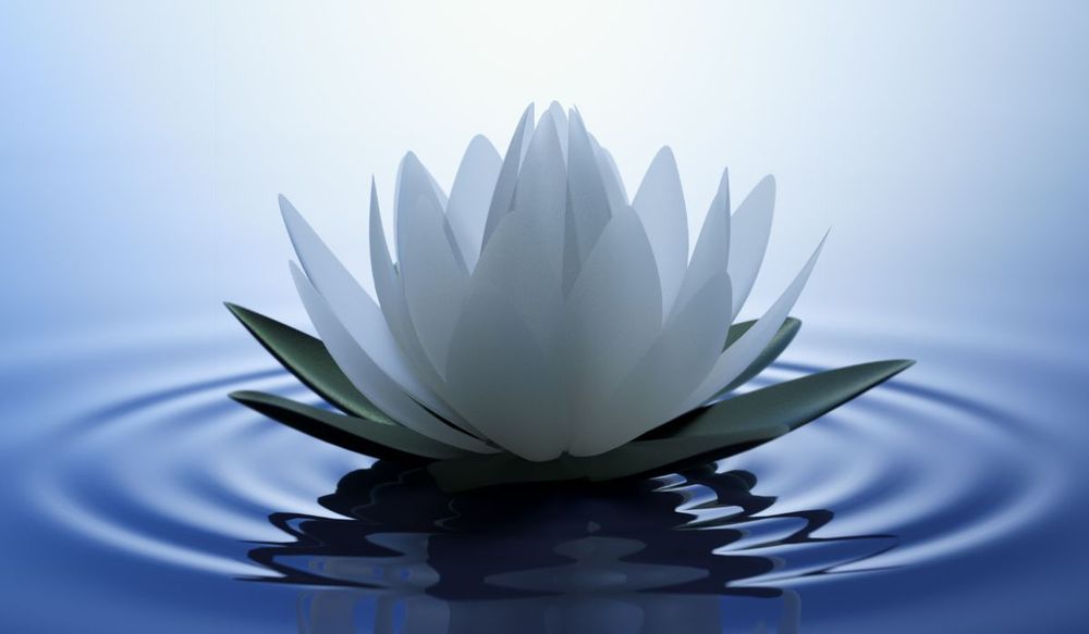 Lotus Flower in bloom