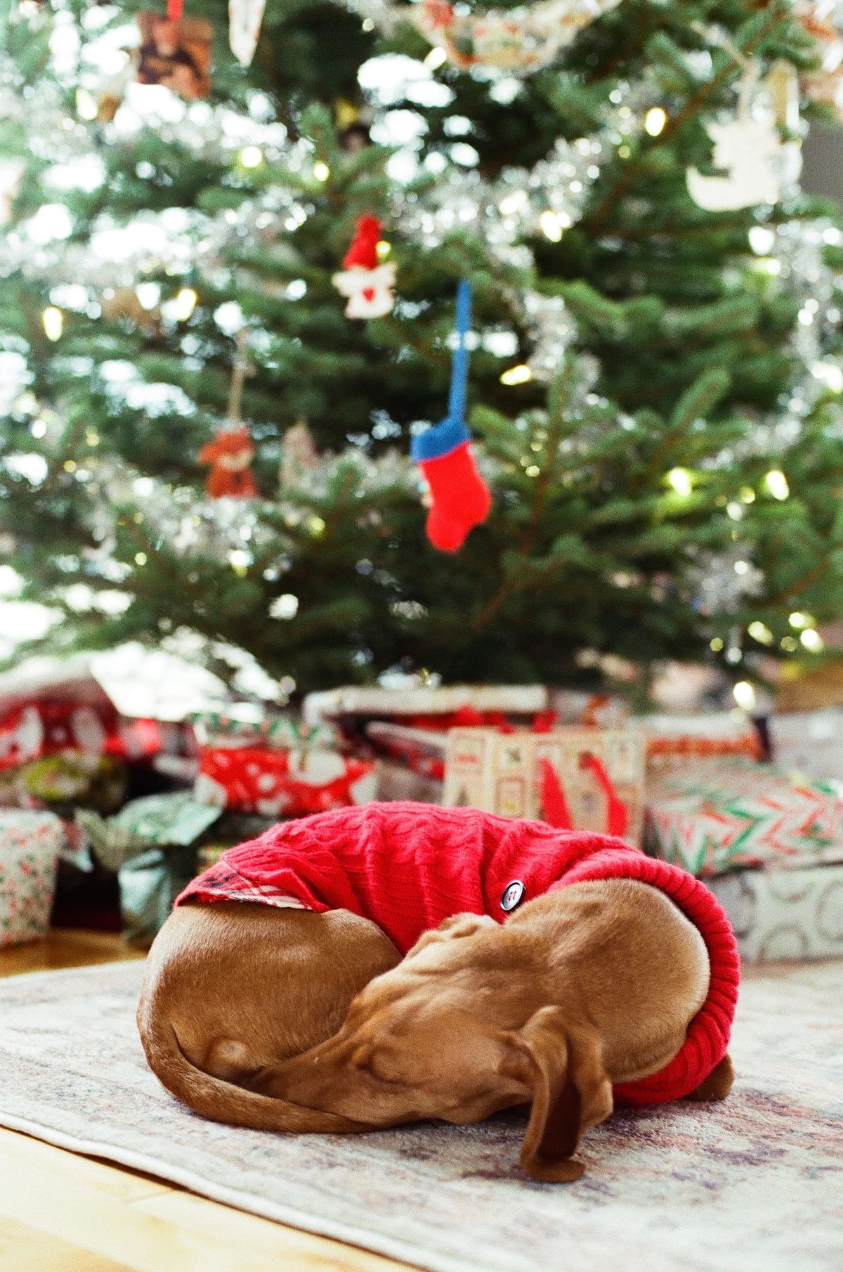 Home for the Holidays