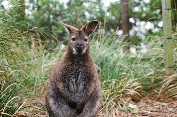 Australia (but mostly just     Tasmania)