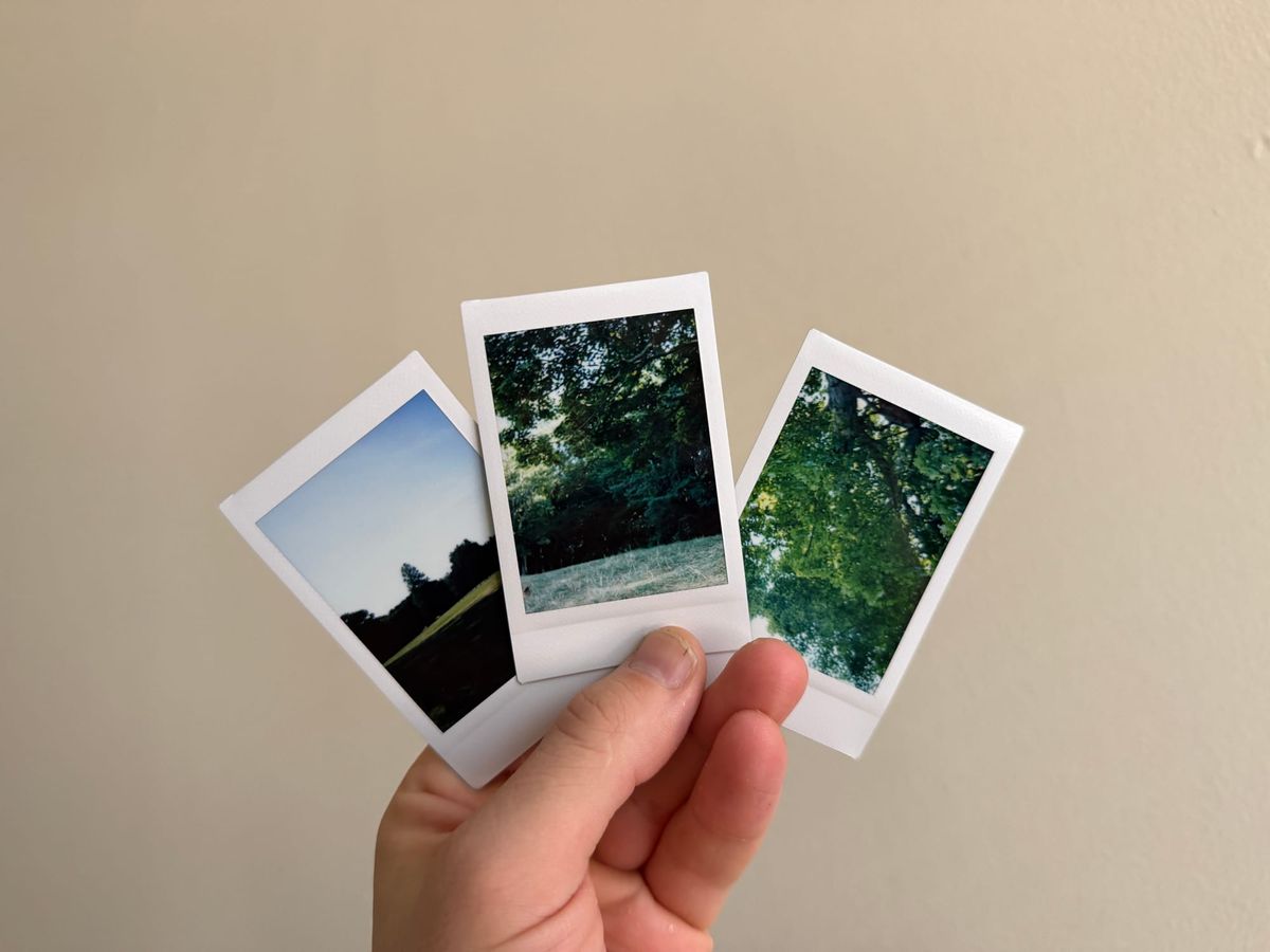 3 small photos. Left, a shadowy field under blue/white skies; middle, grass in the foreground under a canopy of branches, looking into a forest; right, green leaves from below