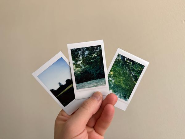 3 small photos. Left, a shadowy field under blue/white skies; middle, grass in the foreground under a canopy of branches, looking into a forest; right, green leaves from below