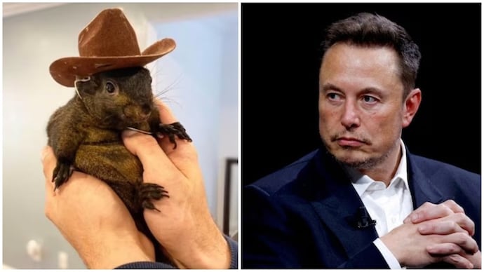 Donald Trump will save...: Elon Musk on social media star Peanut the squirrel's euthanisation - India Today