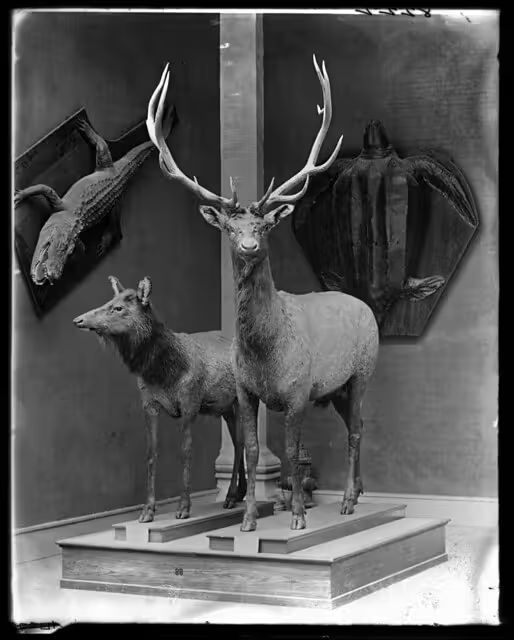 "The Promyshlenniki," a short story