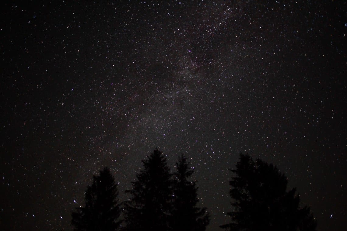 Dark forest theory: a silent forest of trees beneath a sky full of stars