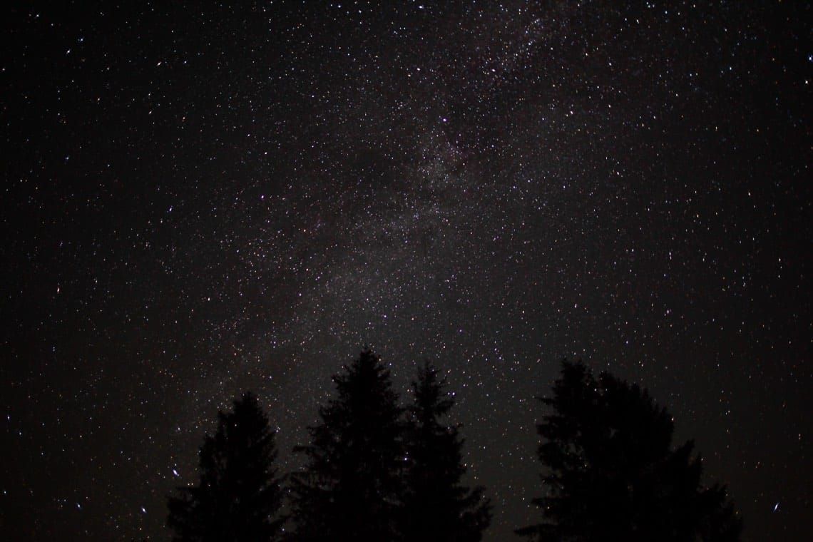 Dark forest theory: a silent forest of trees beneath a sky full of stars