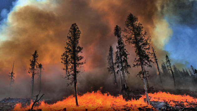 Belief in man-made climate change declining while wildfire concern remains high, poll shows
