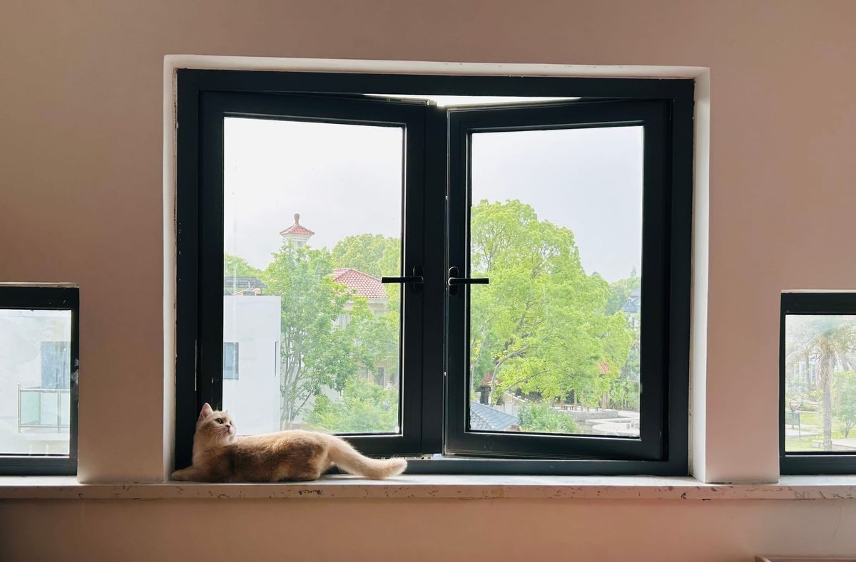 Letter 10：一个写自己的人，和一只猫