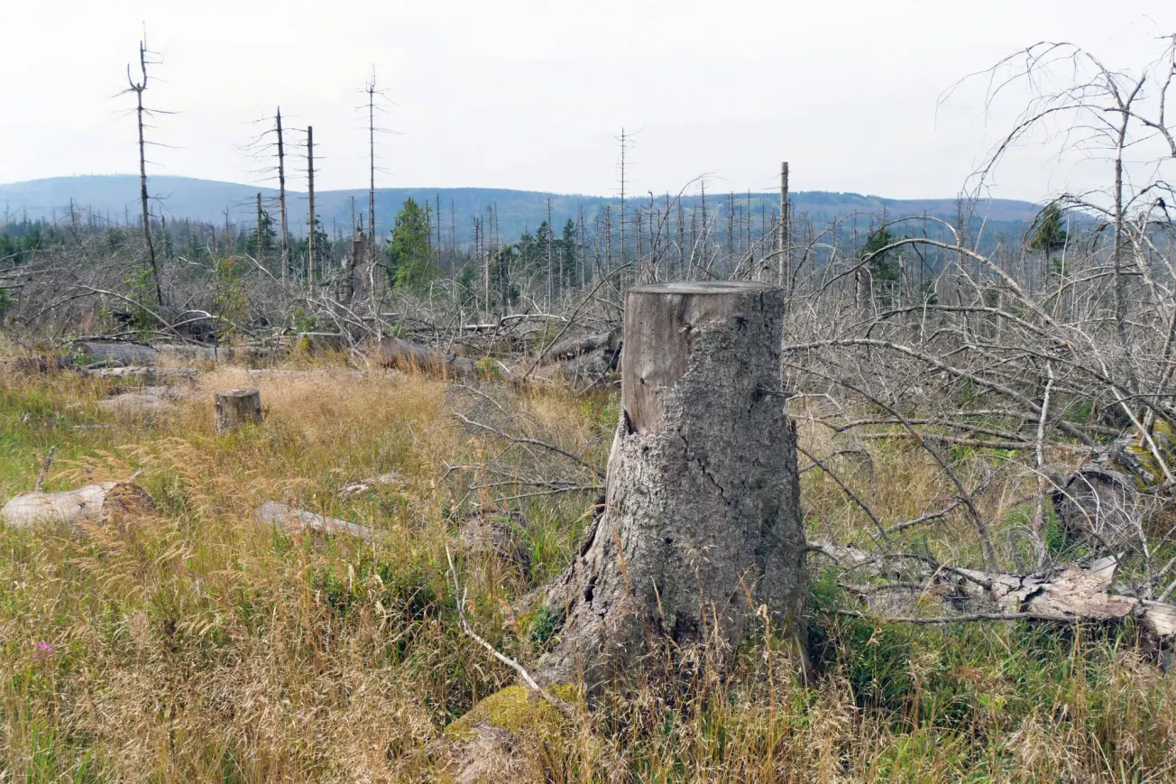 »Wir brauchen grünen Wirtschaftspopulismus«